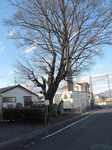 20111212野田の一里塚s-.jpg