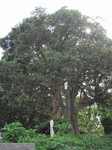 20120615モチノキs-.jpg
