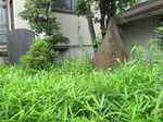 20120615仙元塚s-.jpg