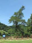 20120908ヒダリマキガヤs-.jpg