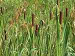 20120908蒲の穂s-.jpg