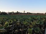 20121016蓮田s-.jpg