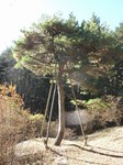 20121125塩原太助馬つなぎの松s-.jpg