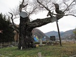 20121125逆さ桜s-.jpg