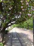 20130418一宮緑道s-.jpg