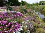 20130429芝桜2-.jpg