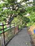 20130701青海川への坂道s-.jpg