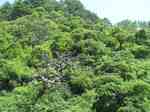 20130807シダレ栗自生地s-.jpg