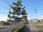 20131121松並木s-.jpg